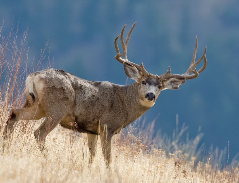 Mule Deer | Hunting Wiki | Fandom