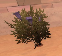 Pitcherplant.png