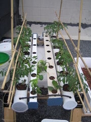 Solar DFT with Plants