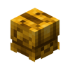 Golden Ancient Turtle Skin