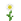 Oxeye Daisy