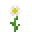 Oxeye Daisy