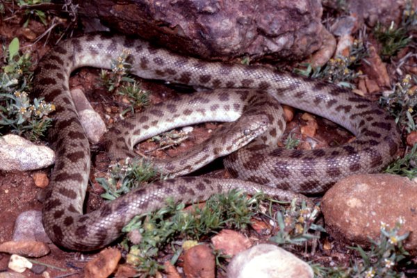 Cave python | Hypothetical prehistory Wiki | Fandom