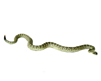 Hypothetical snakes  Wiki