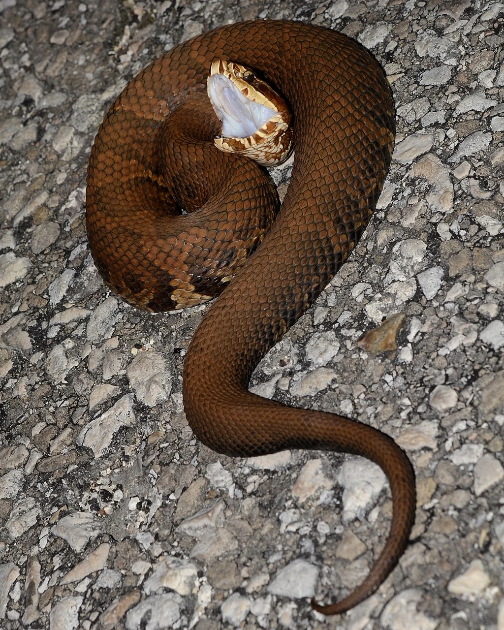 Mokian cottonmouth Hypothetical snakes Wiki Fandom