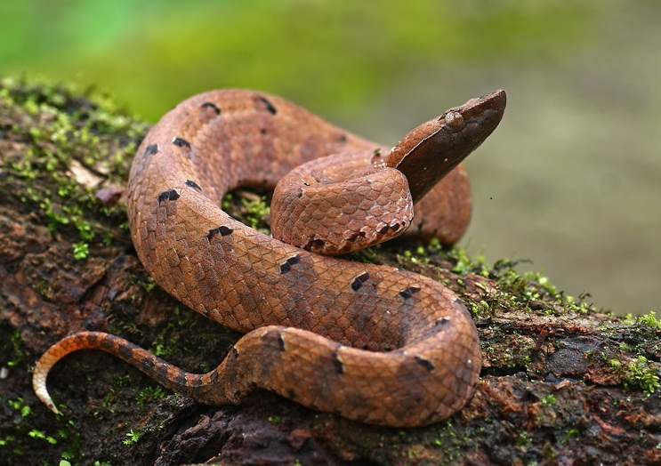 Raptorian Pit Viper 