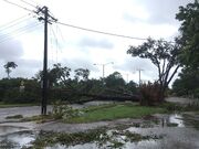 Tree and power line damage in Parap