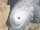 Hurricane Gina (1953) (bruh2899)