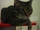 Cat-astrophe Hurricane (HurricaneCat182, who else would it be?)