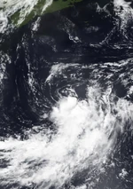 Sadie 2020 Doglantic