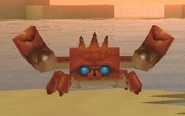 Crab on a beach
