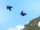 Crow