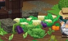 Cauliflower.jpg
