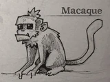 Macaque
