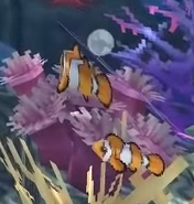 Clownfish