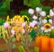 Sunflowers growing behind Cotton