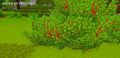 A collection of berry bushes growing next to each other.