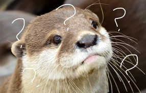 Otterquestion