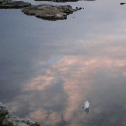 thankyou500px.gif