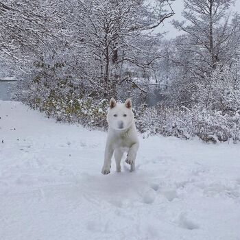 Ghost in Snow.jpg