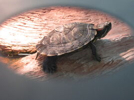 I love this picture of a turtle I took! :D