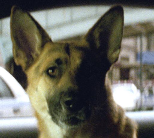 Samantha | I Am Legend Wiki | Fandom