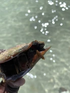 Ocean Vibes🌊 - Christopher Kenyatta Sese-Khalid Jr. (@iandroidchris) 🌎🌏🌍🌏🌎 Date: March 1, 2021 Location: Tampa, Tierra Verde, and Shell Key Shoal, Florida, US