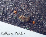 Picture By Aaliyah Janai Sese-Khalid Date: April 16, 2016 Location: At Home, Prince William County, Virginia, US