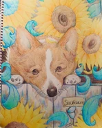 A corgi and sunflowers By Aaliyah Janai Sese-Khalid Date: November 23, 2019 Location: At Home, Prince William County, Virginia, US