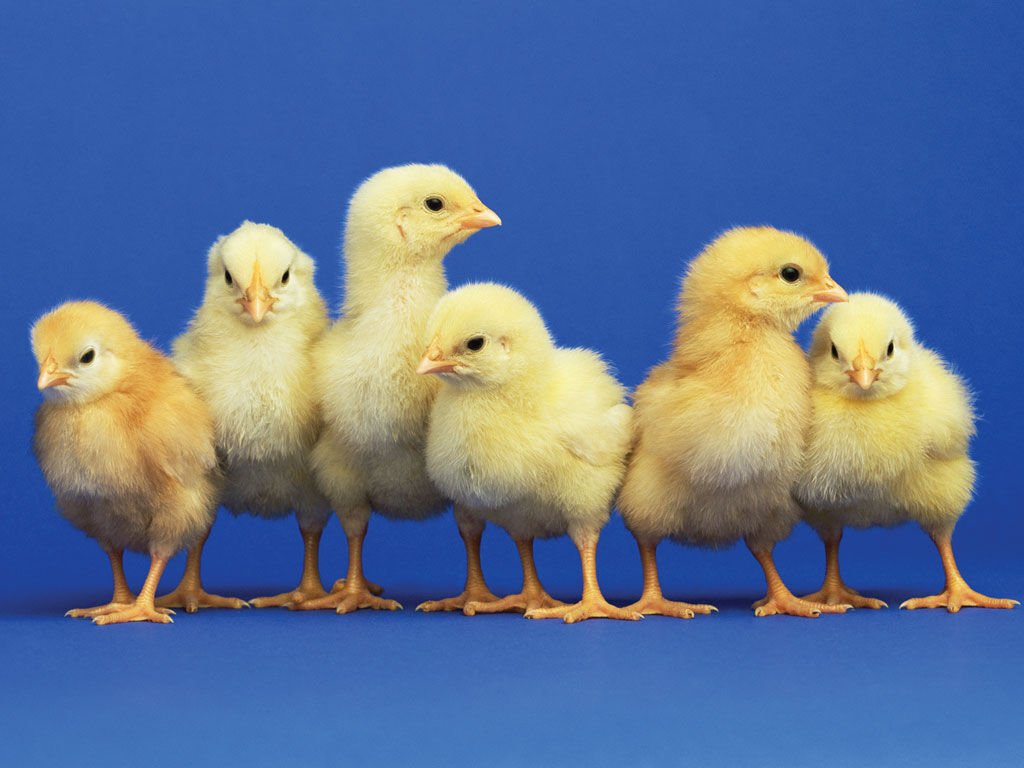 yellow baby chickens