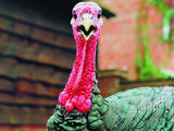 Help Name My Turkey!
