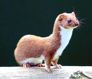 Weasel Mustela nivalis