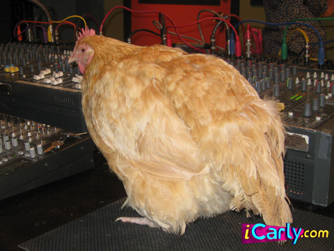the chicken jaco wiki the chicken jaco wiki