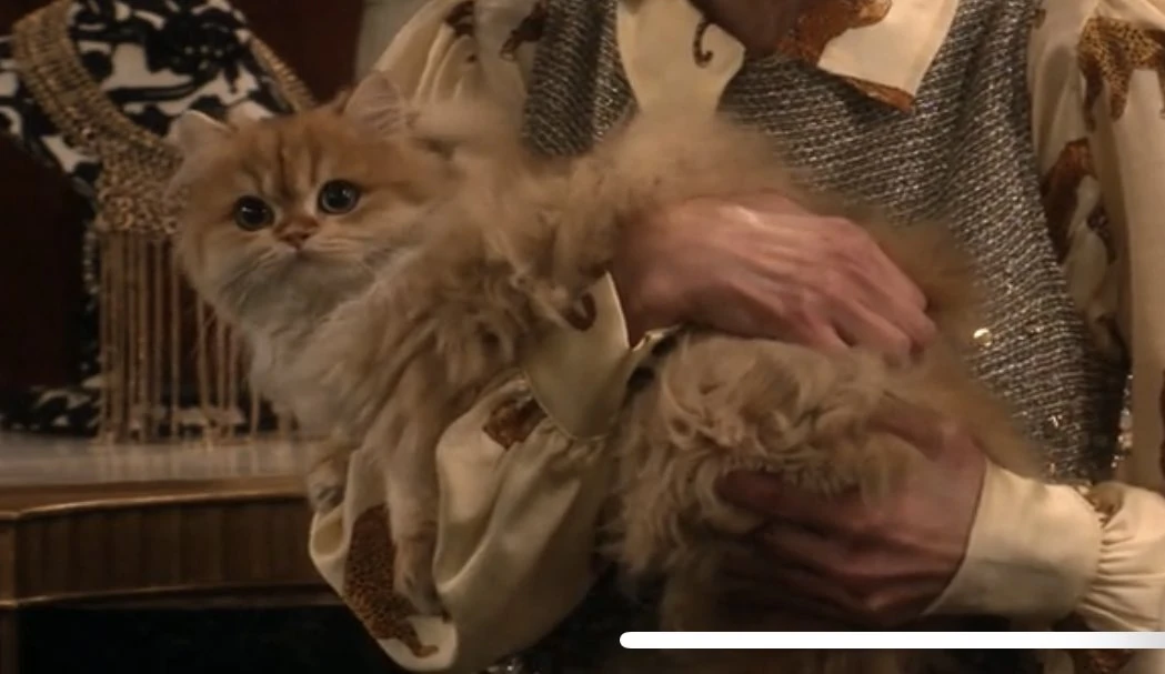 Butterscotch the Cat iCarly Wiki Fandom