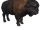 Buffalo