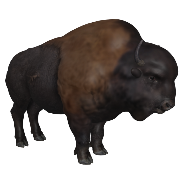 Buffalo 