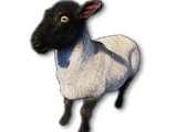 Sheep
