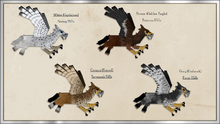 Hippogryph Patterns P2