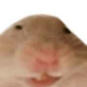 Rocky707's pfp (It's hard to tell what this is, but it is a hamster)
