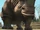 Rhino