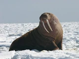 Walrus