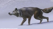 Ice Age Dog.jpg (247 KB) Dog sensing Manfred