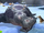 Hippo