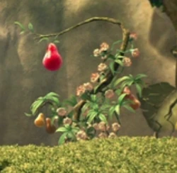 Плод-приманка