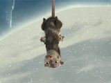 Mother Opossum