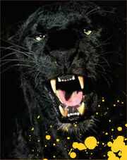 Ringerikepanthers