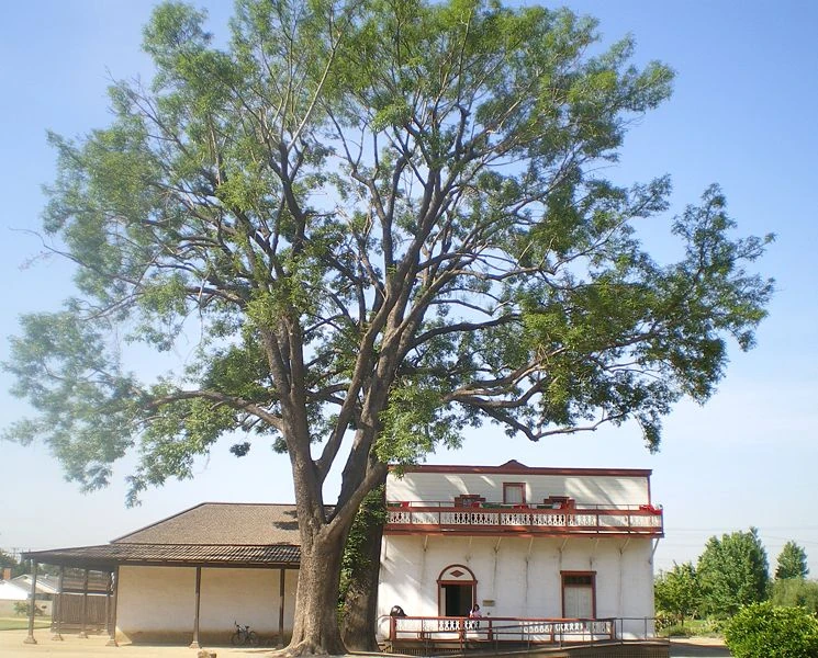 Whittier, California Ice Hockey Wiki Fandom