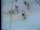 1972–73 Los Angeles Kings season
