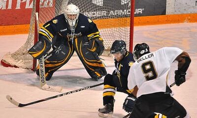 Bisons-at-lakehead-2010-1