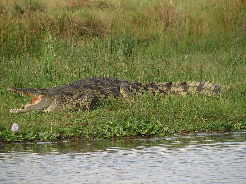 Nile Crocodile (African Animals) | Ichigo Momomiya's Evolution Wiki